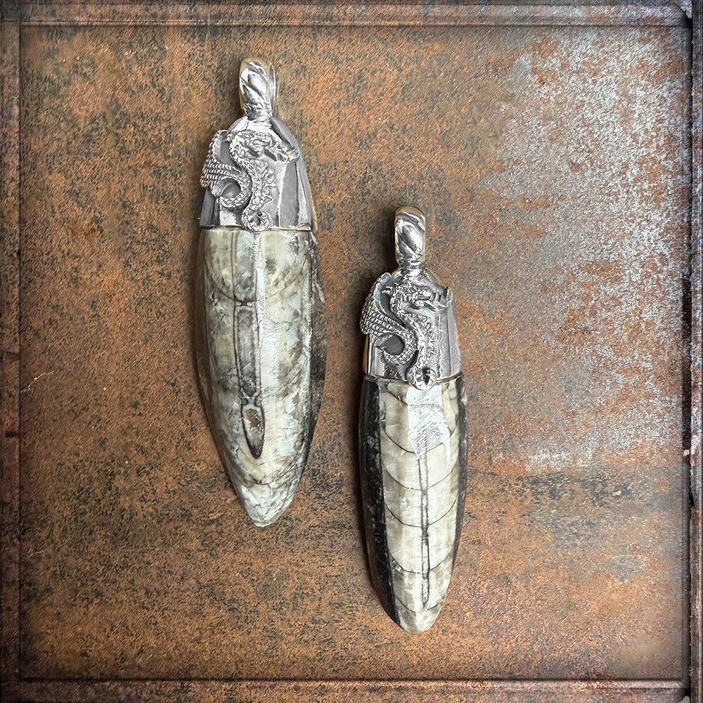 Elfcraft Anhänger Orthoceras Fossil Sterling Silber Drachenfassung