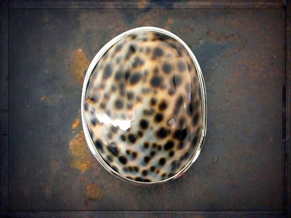 Mschelring Tigerkauri 5 cm Groß Sterling Silber Größenverstellbar